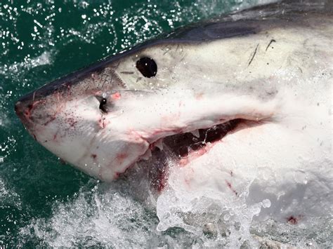 British Surfer Punches Shark On The Nose To Escape Attack The Independent