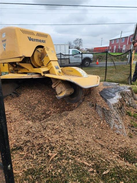 How Much Does It Cost To Remove A Tree Stump Sunny Slope Tree Service