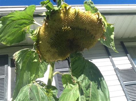 My Biggest Russian Mammoth Sunflower Ever Mammoth Sunflower Secret