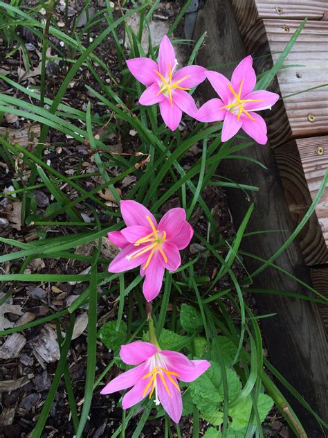 Rain Lilies | Rain lily, Plants, Lily