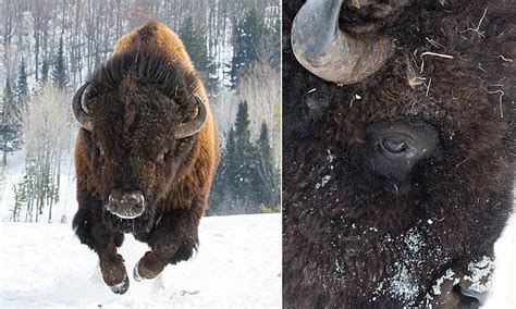 Charge The Heart Stopping Moment An Angry Bison Decided To Assert Its