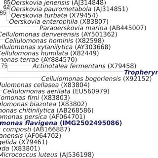 Phylogenetic Tree Highlighting The Position Of C Flavigena T