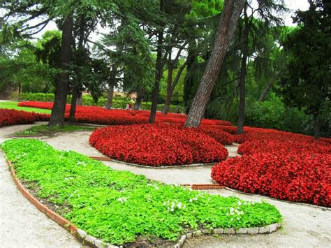 Plantas Tapizantes Caracter Sticas Generales Y Especies M S Utilizadas