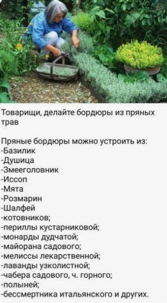 Pin by Ekaterina on Ландшафтный дизайн in 2024 Cottage garden plants