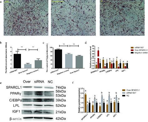 Sparcl1 Gene Is A Negative Regulator Of Adipocyte Differentiation A Download Scientific