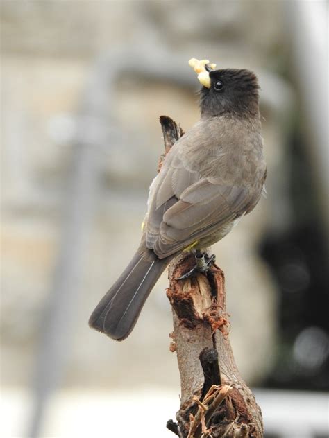 Common Bulbul Similar But Different In The Animal Kingdom