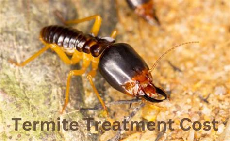 Termite Treatment Cost Oceanside Hume Termite