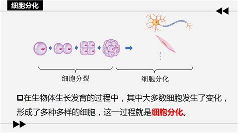 初中生物北师大版七年级上册第1节 细胞分化形成组织说课课件ppt 教习网课件下载