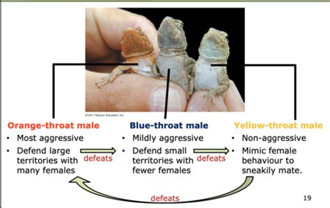 Lecture 5 Eco Evolutionary Dynamics Flashcards Quizlet