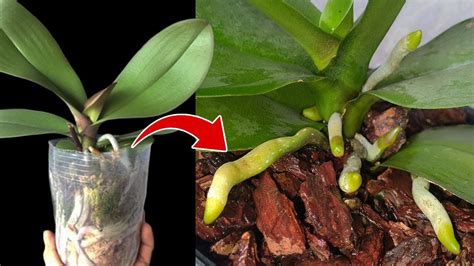 How To Repot An Orchid Without Killing It Orchid Care For Beginners