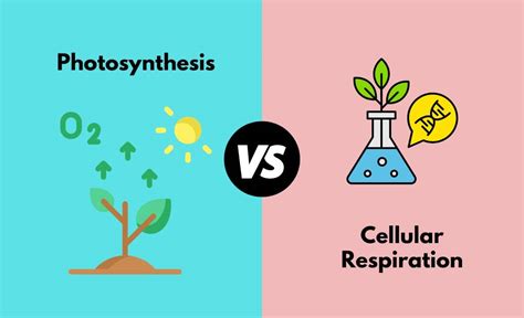 Photosynthesis Vs Cellular Respiration What S The Difference With Table