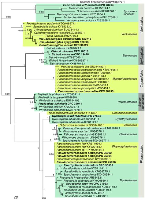 Consensus Phylogram Majority Rule Resulting From A Bayesian