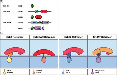 Domain Organization And Functional Modes Of Select Snxs A Domain