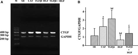 Connective Tissue Growth Factor Mrna Expression In Human Atrial