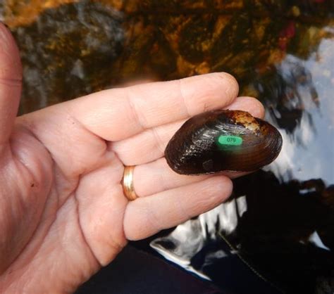 Learn About Freshwater Mussels