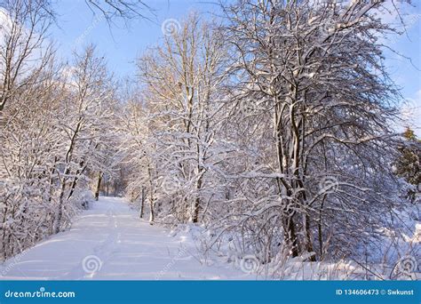 Le Paysage D hiver Avec La Neige a Couvert Des Arbres Dans La Forêt