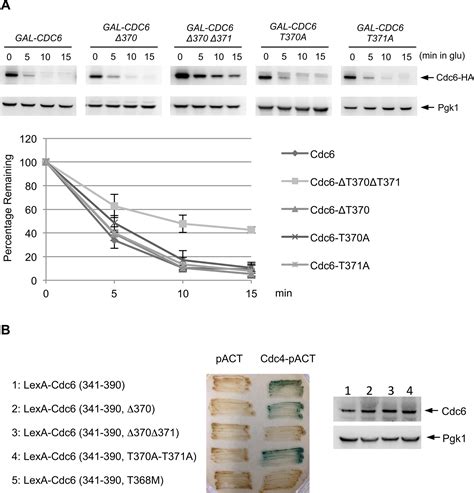 Cdc6 Degradation Upon Dna Damage Is Mediated By Mck1