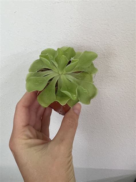 Pinguicula Moranensis Plant Butterwort Easy Carnivorous Plant EBay