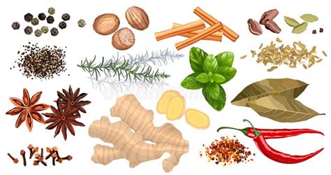 Set Of Various Spices And Herbs Top View Vector Stock Vector