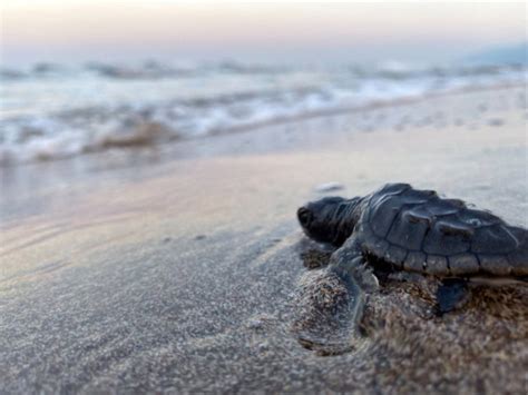 Antalyada Caretta Caretta Nöbeti Başladı Çıralı Plajına çeşitli