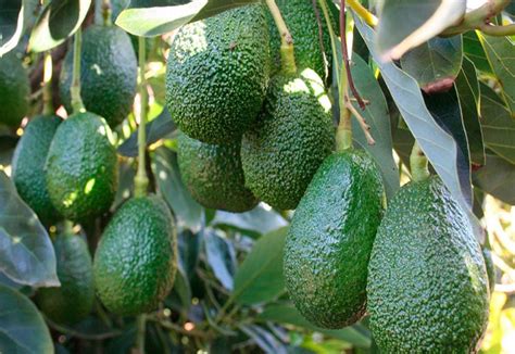 Se exportaría 6 mil toneladas de Palta Hass en la presente campaña