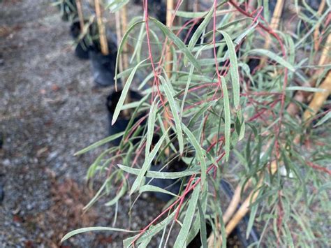 Eucalyptus Nicholii Springvale Garden Centre