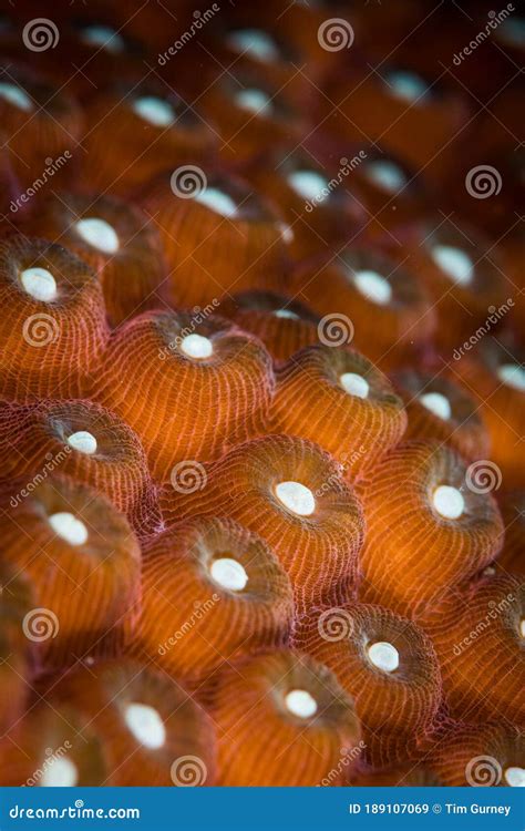 Underwater On The Reefs Of The Dutch Caribbean Island Of Bonaire Stock