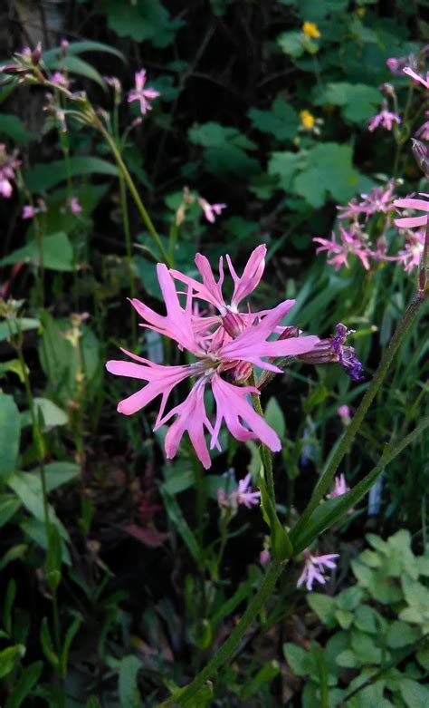 Kuckucks Lichtnelke Lychnis Flos Cuculi Stauden Karl