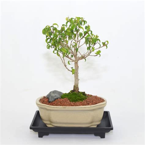 Ficus Too Little 5 Years Old Broom Style Celestial Bonsai