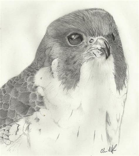 Peregrine Falcon Headshot Drawing By Chris Hughes Fine Art America