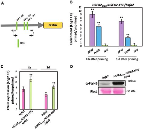 Chip Qpcr Demonstrates Binding Of Hsfa To The Ftsh Promoter During