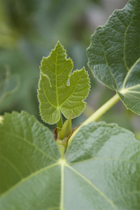 Ficus Carica Brown Turkey Vijg Vijgenboom Bloemenpark Appeltern