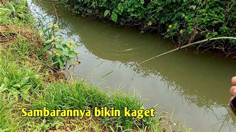 Mancing Ikan Wader Di Dekat Sawah Langsung Sambaran Ganas Youtube