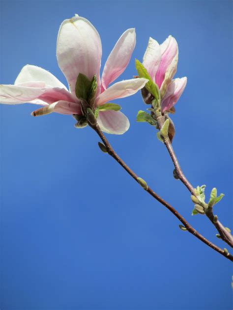 Free Images Tree Nature Branch Blossom Leaf Flower Petal