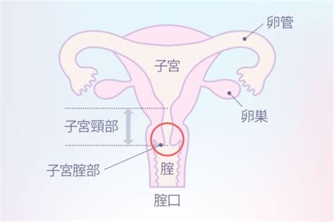 女性の性感帯はどこ？ 快感を得られる部位とセックスで刺激する方法を解説【医師監修】（2ページ目）｜「マイナビウーマン」