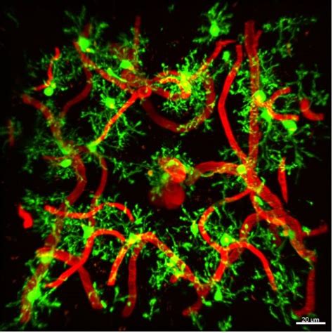 多光子成像与全息光刺激系统deepvision报价价格性能参数图 中国micro 觅可罗生物器材网