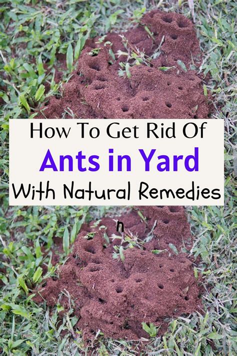 How To Get Rid Of Ants In The Yard With Natural Remedies Diy Ant Killer