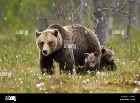 European Brown Bear Ursus Arctos Arctos Adult Female With Two Cubs