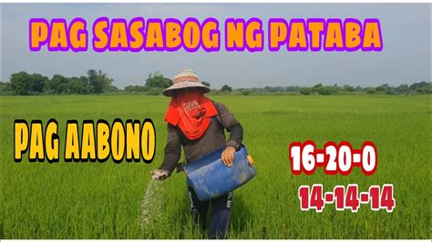 Unang Pag Sasabog Ng Abono O Pataba Sa Palay Fertilizer First