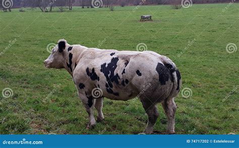 Muscled Belgian Blue Cattle Stock Photo Image Of Brown Cattle 74717202