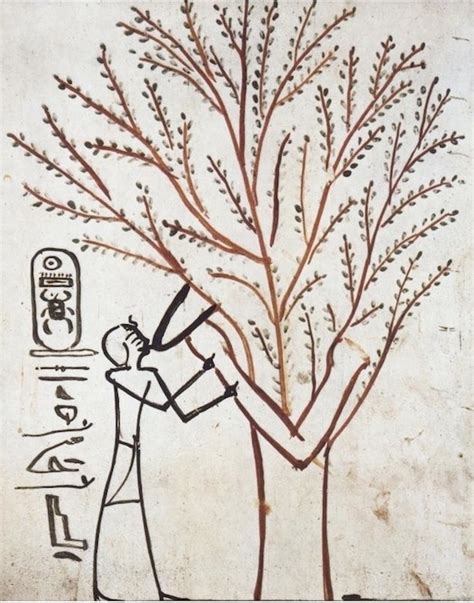 Sycamore | Ancient Egypt Wiki | Fandom