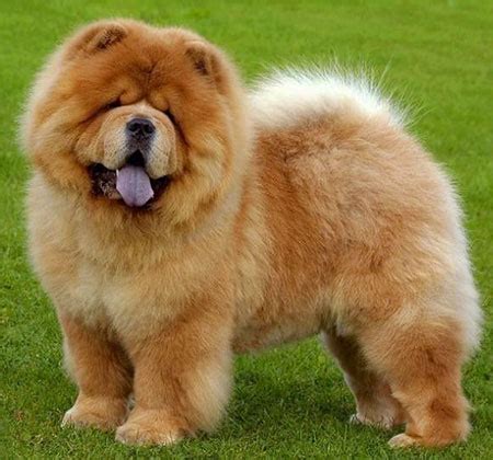 Chow Chow Dog Information | Characteristics | Traits | Facts