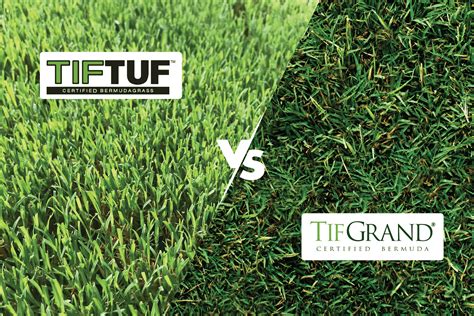 Tiftuf Vs Tifgrand Ng Turf