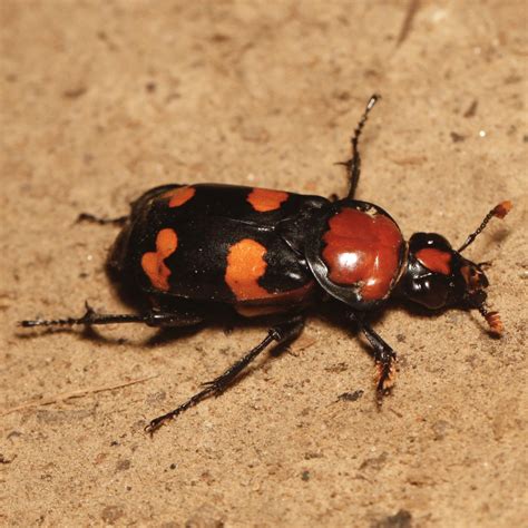 State Insect Of Rhode Island American Burying Beetle Symbol Hunt