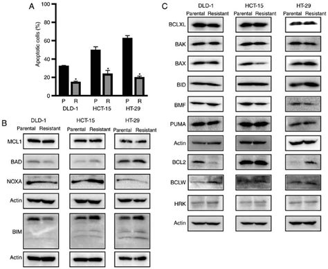 5 Fluorouracil 5 FU Resistant Colon Cancer Cells Acquire Resistance