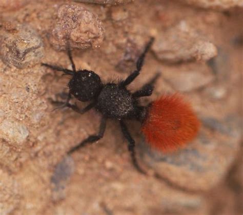 A Mutillid Arizona Dasymutilla Bugguide Net