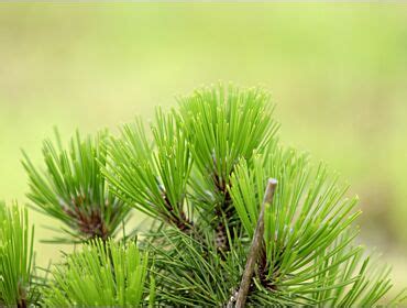 Sosna Pinus Gatunki Odmiany Sadzonki Sklep Szk Ki Konieczko