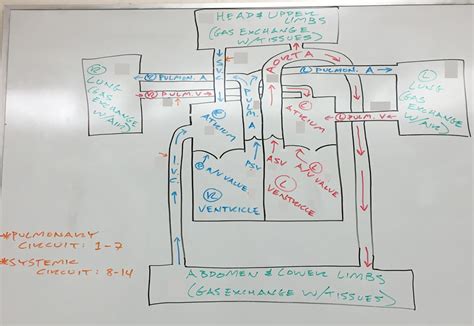 Unit Circulatory Systems Blank Order Diagram Quizlet