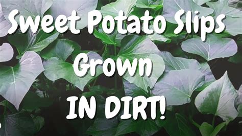 Growing Sweet Potato Slips Like My Daddy Did Youtube