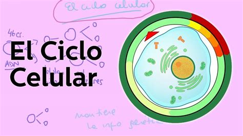 CICLO CELULAR MITOSIS MEIOSIS 142 Jugadas Quizizz